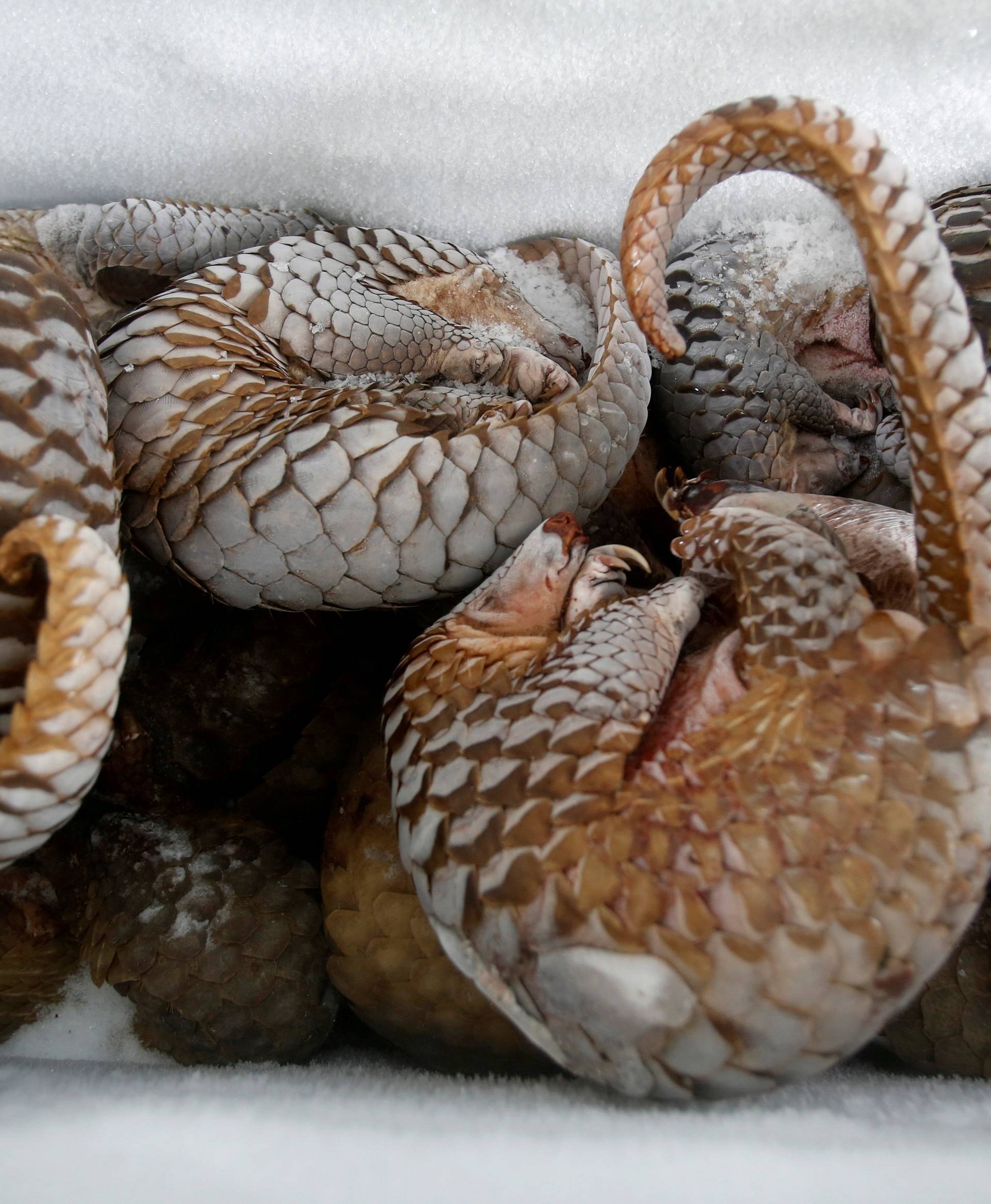 Frozen pangolins are seen at a wild animal rescue center in Hanoi, Vietnam