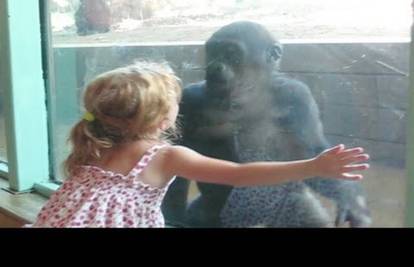 Novi prijatelji: Mladunče gorile 'cmoknulo' curicu 
