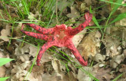 U šumi kod Buševca pronašao je rijetku vrstu smrdljive gljive