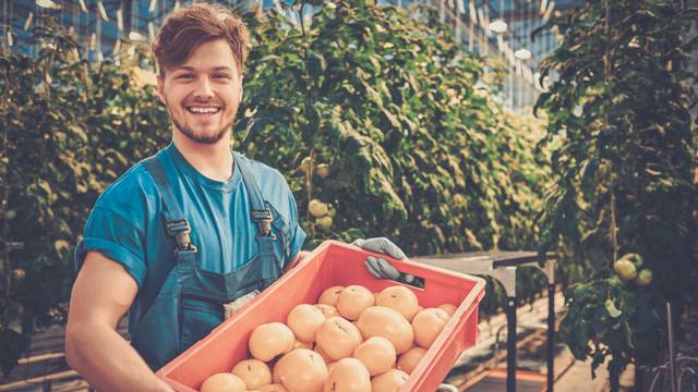 Young,Attractive,Man,Harvesting,Tomatoes,In,Greenhouse.