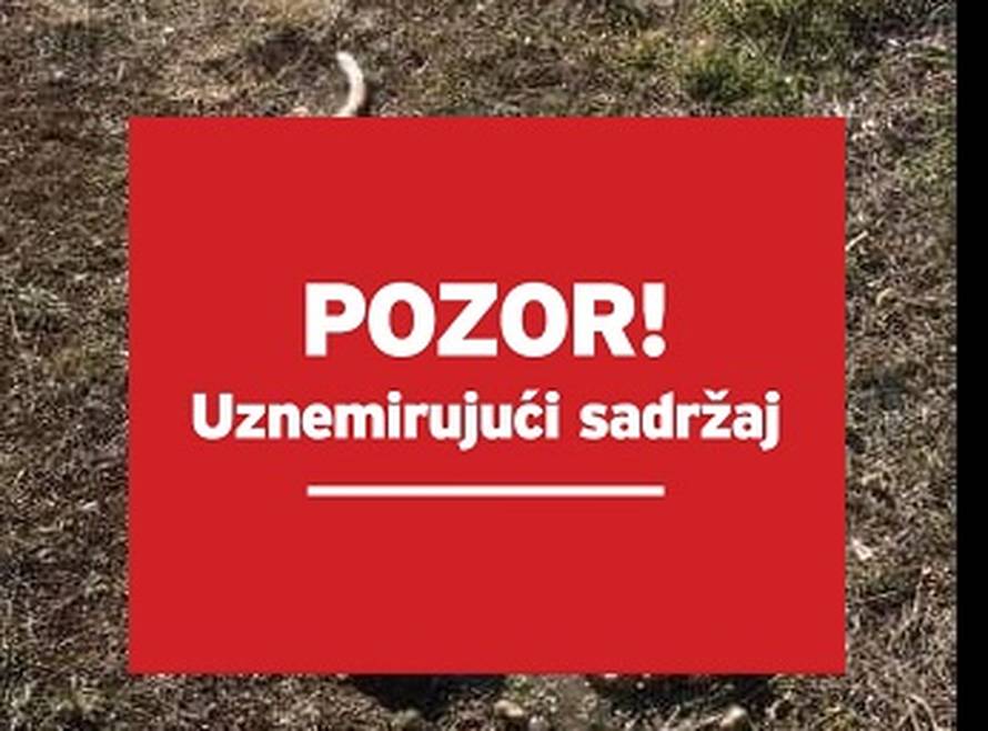 Užas kod Sinja: Uginuo je pas Bono, izgladnjeli ga do smrti