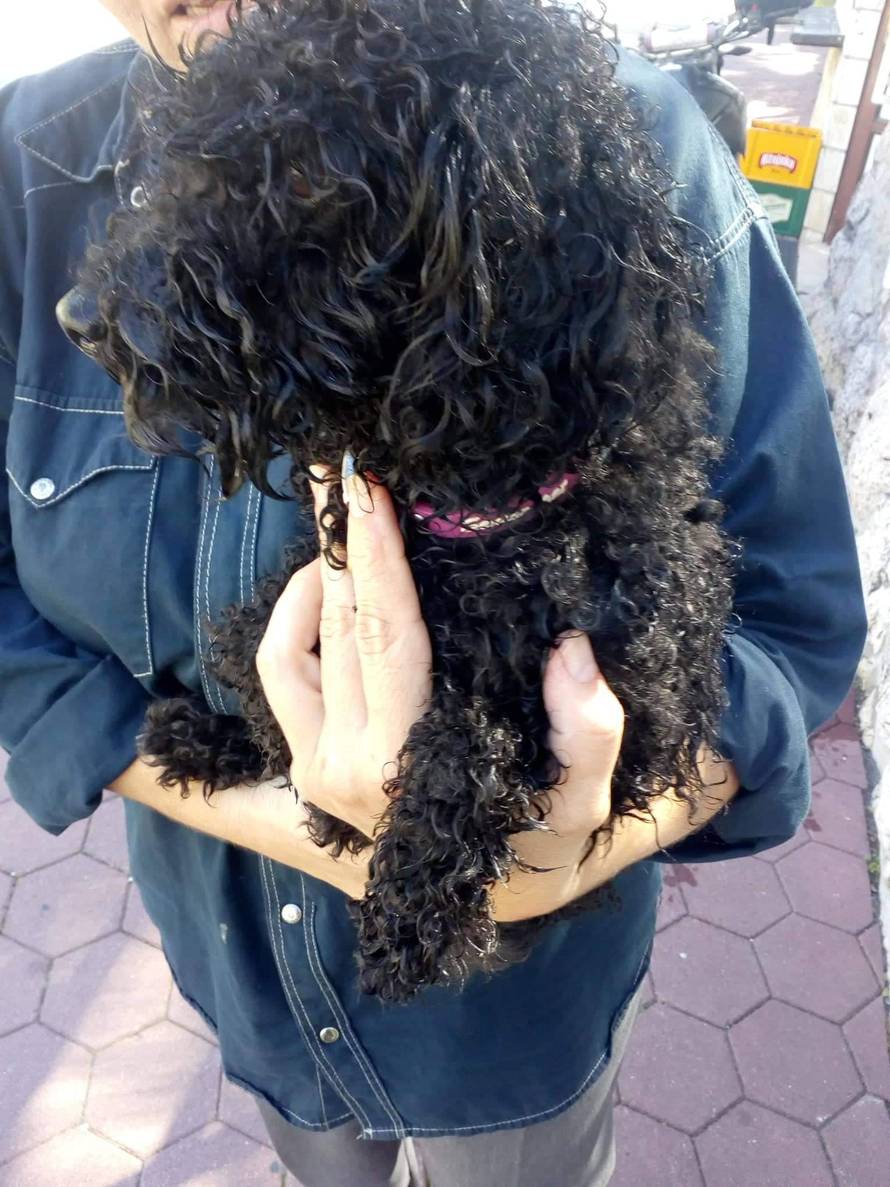 'Halo, policija?! Psić je u autu. Uzet ću kamen i razbiti prozor'