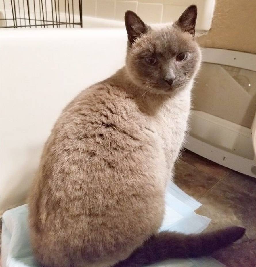 Izgubili su sve u požaru, a onda su nakon 30 dana ugledali nju!