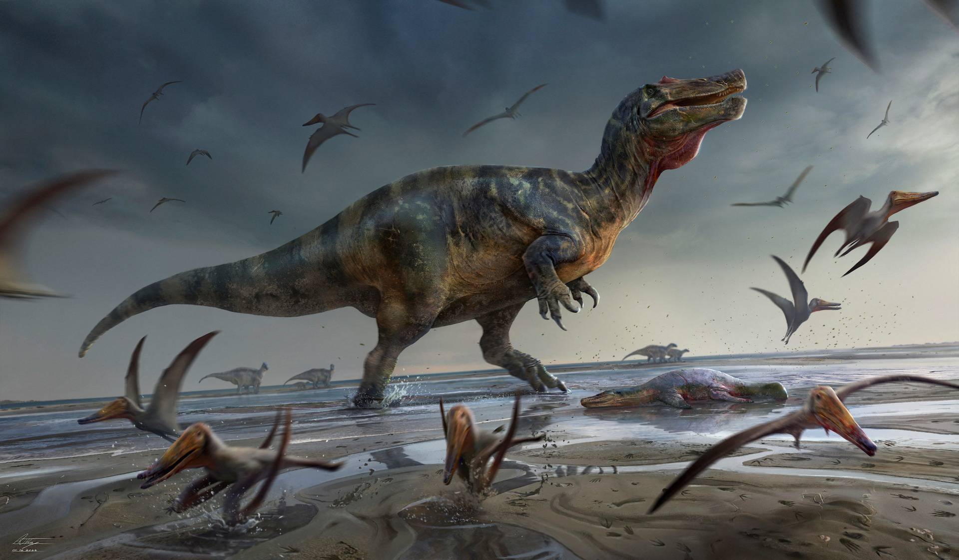 Artist's illustration shows a large meat-eating dinosaur dubbed the "White Rock spinosaurid,\