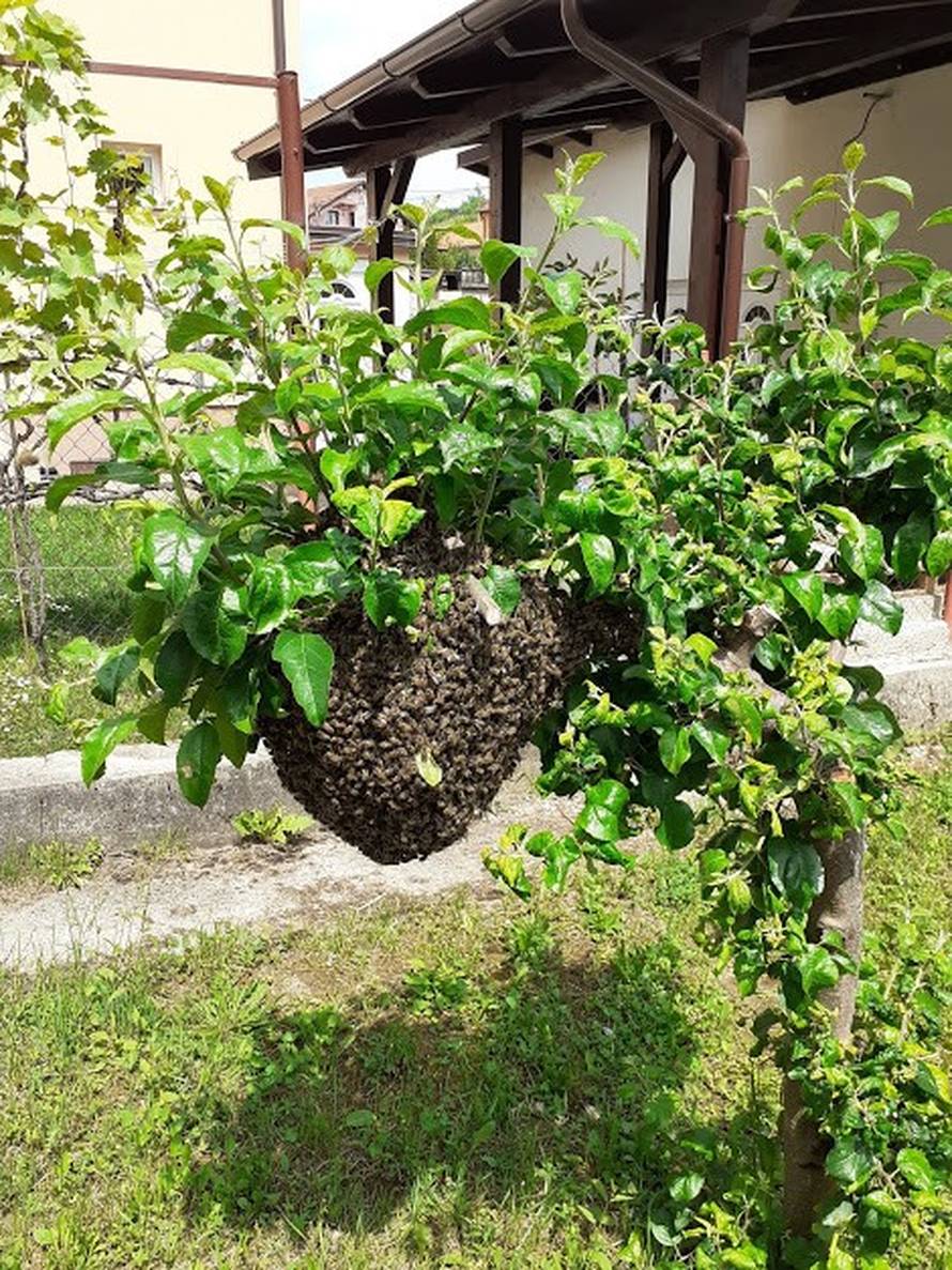 Spašavanje pčela u gradskim sredinama