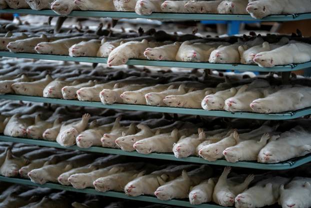 Denmark mink culling process