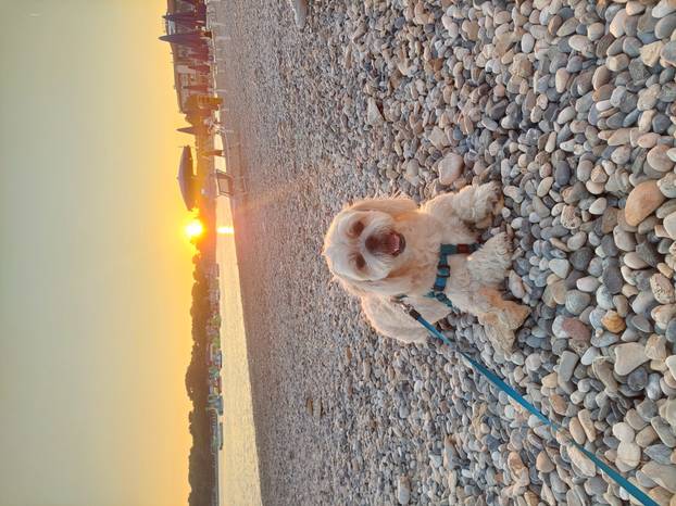 SUPER FOTKE vaših ljubimaca! Neki bi mogli biti viralni hit, ali svi su jednostavno neodoljivi