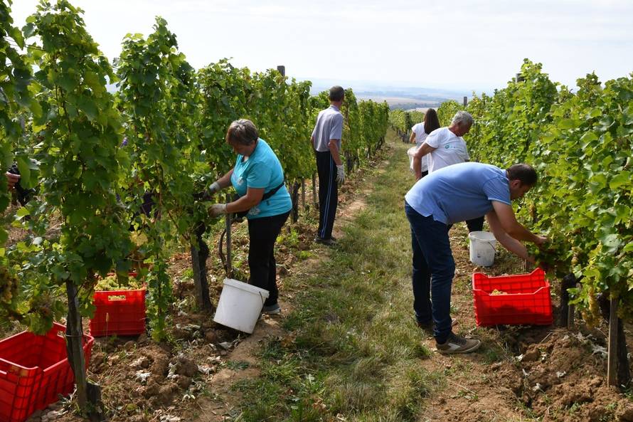 Mitrovac: Berba groÅ¾Äa u vinograduÂ predsjedniÄkog kandidata Miroslava Å kore