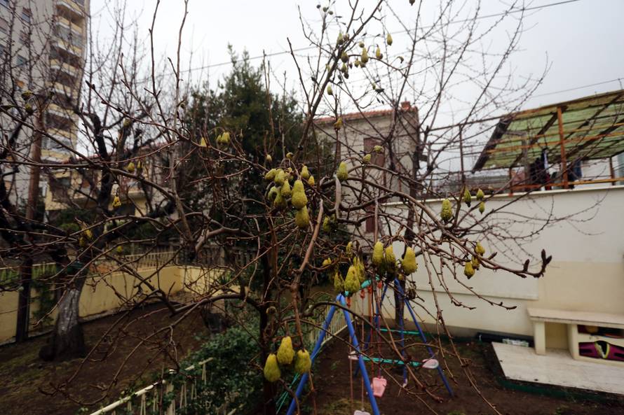 Ludo vrijeme: U voćnjaku su nam već u veljači rodile kruške