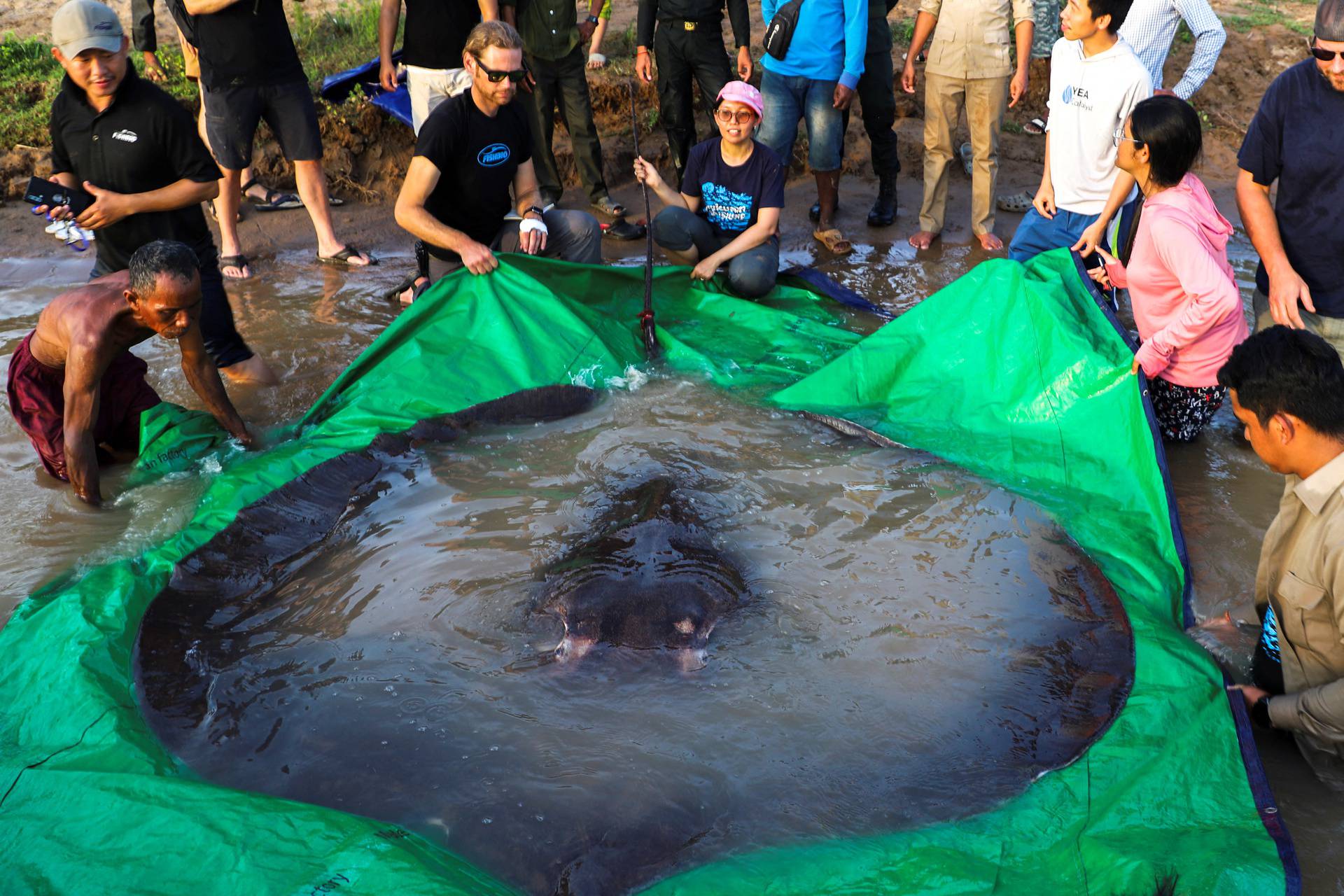 Scientists say they found world's largest freshwater fish in Mekong