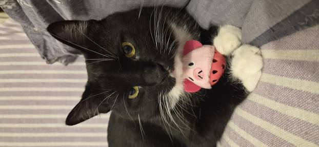 SUPER FOTKE vaših ljubimaca! Neki bi mogli biti viralni hit, ali svi su jednostavno neodoljivi