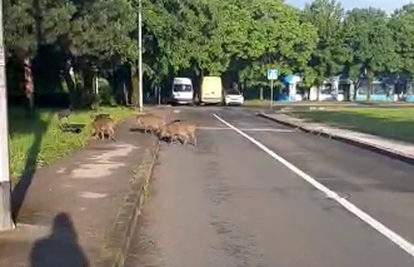 VIDEO Grupica divljih svinja i dalje šeta po Prečkom: 'Prešle su ceste i ušle u dječji parkić'