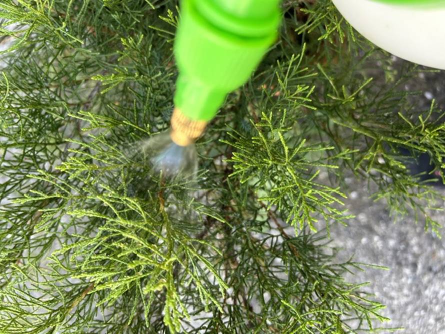 Bio-algeen proizvodi sve su traženiji: što ih čini zanimljivima za uzgoj?