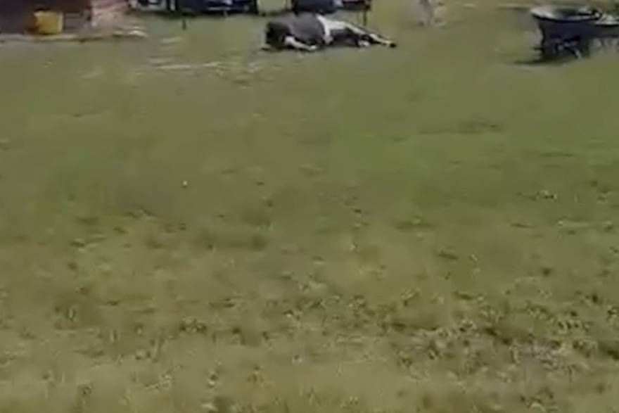 Kobila Marge voli spavati