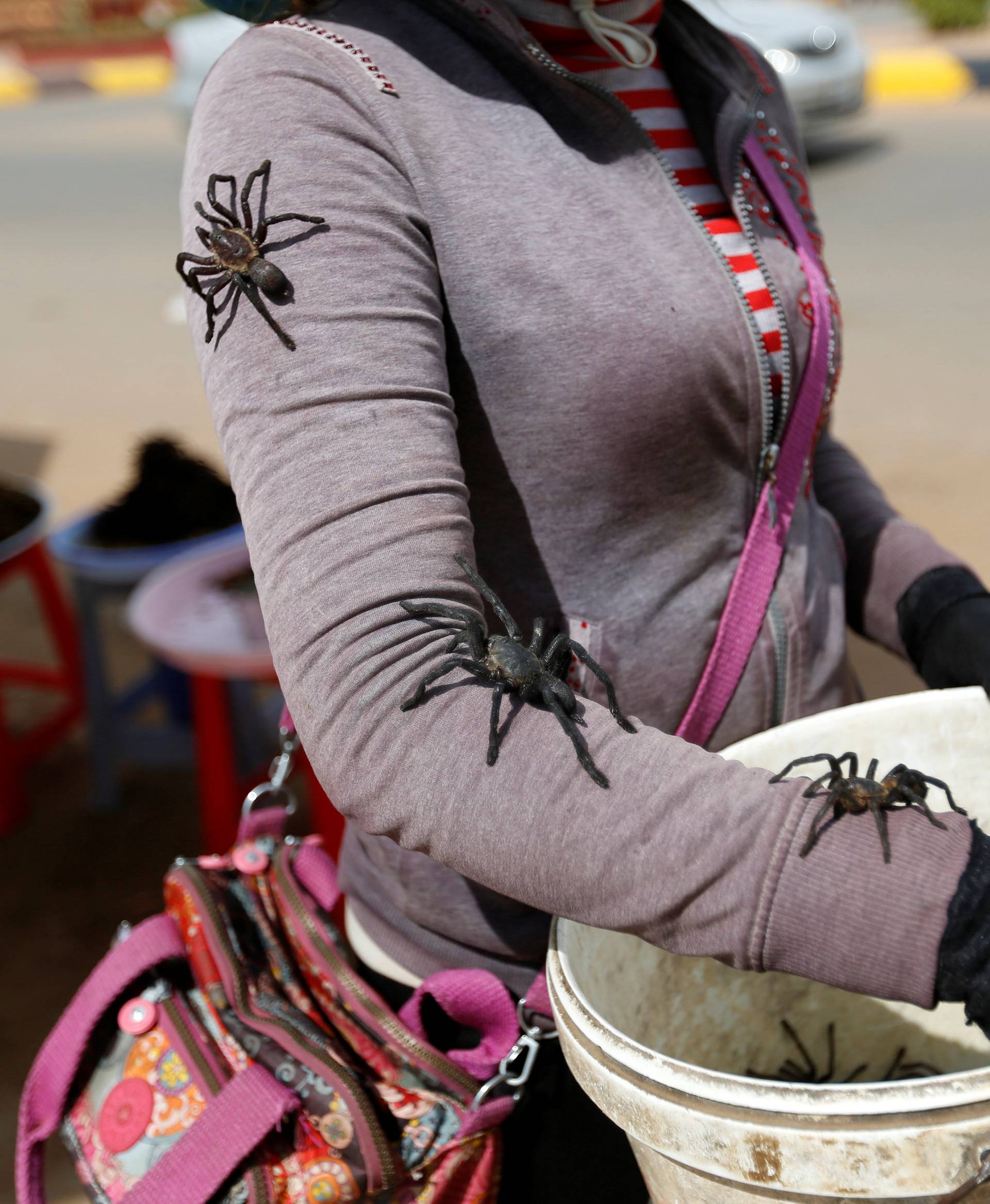 Tarantulas walk on a woman's arm after she caught them in a spider field in Kampong Thom province in Cambodia