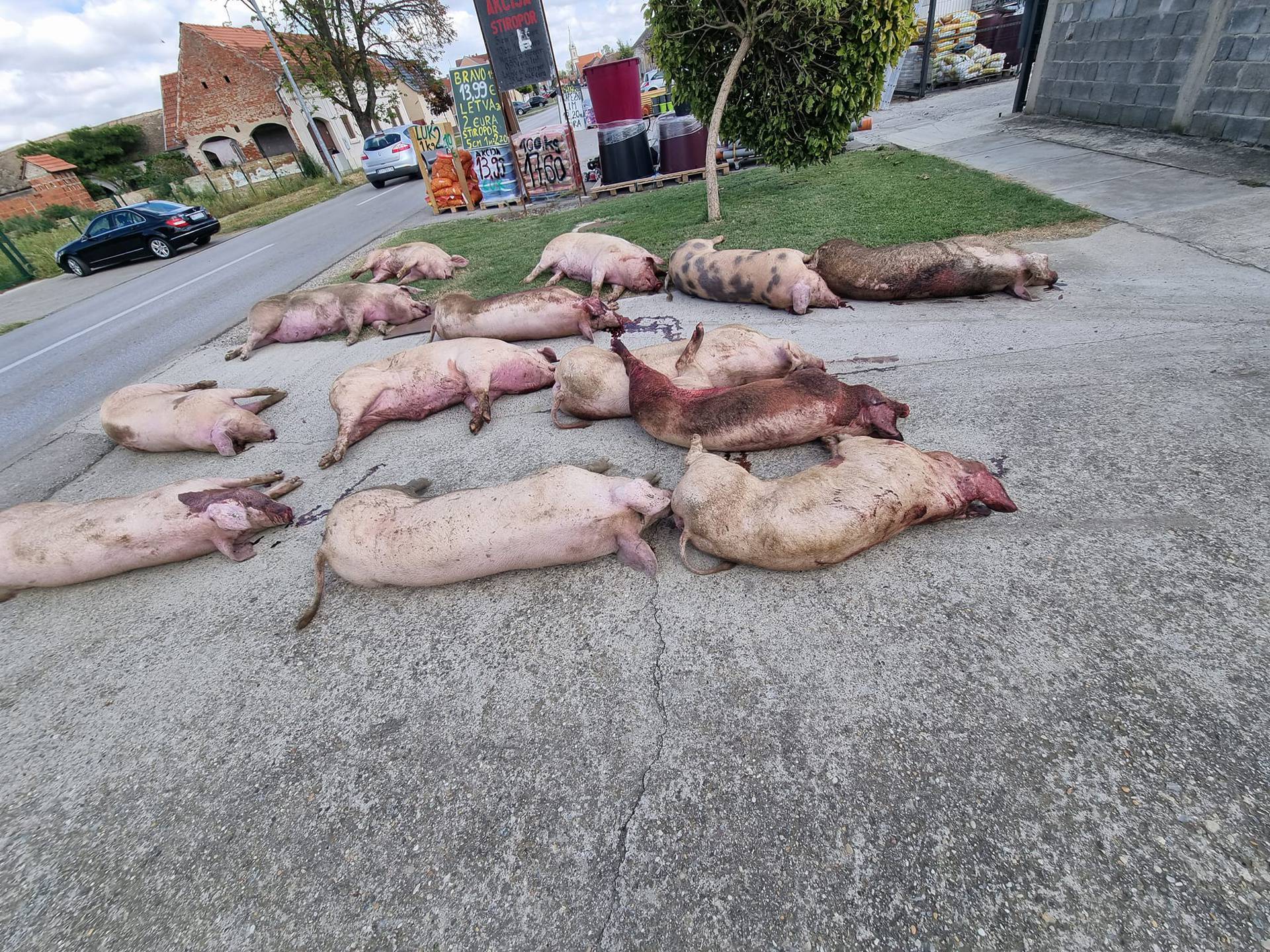 Užas u Slavoniji: Pobili su mi svinje i ostavili ih pred kućom!