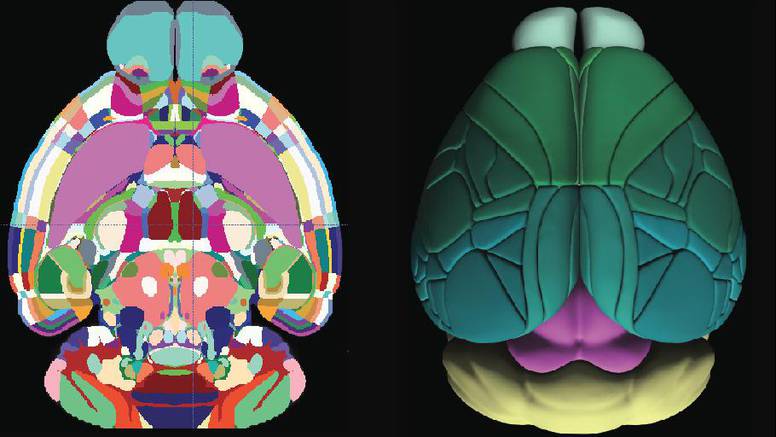Ova 3D fotografija najsličniji je prikaz mišjeg mozga ikad