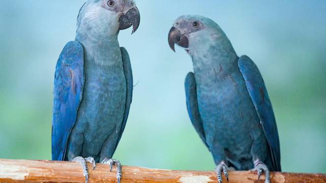 The Spix's Macaw is back