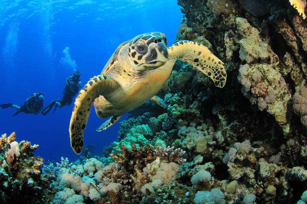Malo ih je, al’ ih ima: Prelijepe morske kornjače