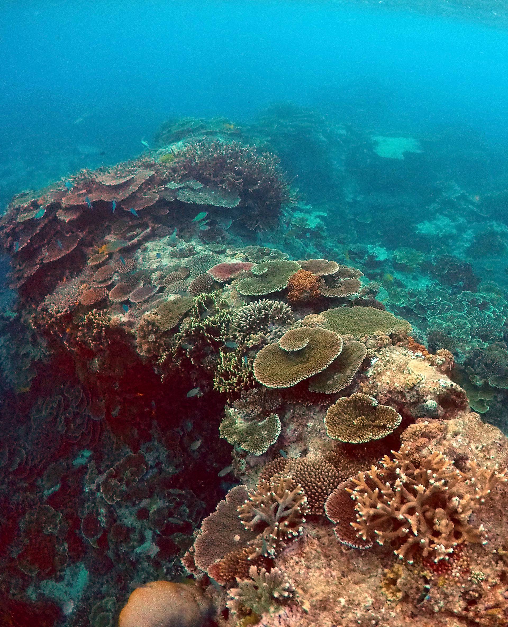 Peter Gash snorkels with Oliver Lanyon and Lewis Marshall during an inspection of the reef's condition in an area called the 'Coral Gardens' located at Lady Elliot Island located north-east from the town of Bundaberg in Queensland