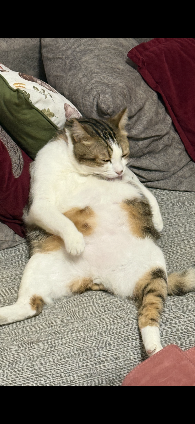 SUPER FOTKE vaših ljubimaca! Neki bi mogli biti viralni hit, ali svi su jednostavno neodoljivi