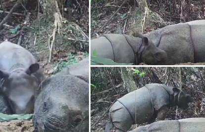 Ugroženi javanski nosorozi imaju novog člana obitelji