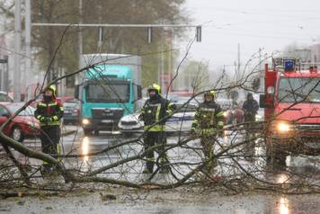 Zagreb: Zatvorena Vukovarska ulica  u smjeru zapada radi uklanjanja stabla