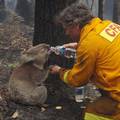 Uginula koala Sam, koju su u Australiji spasili iz vatre