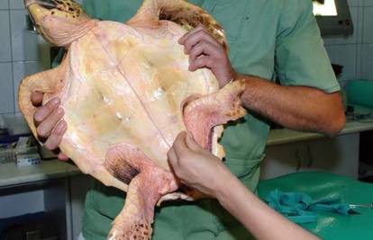 Spasio ih stotinjak: Mikele je 'doktor' za morske kornjače