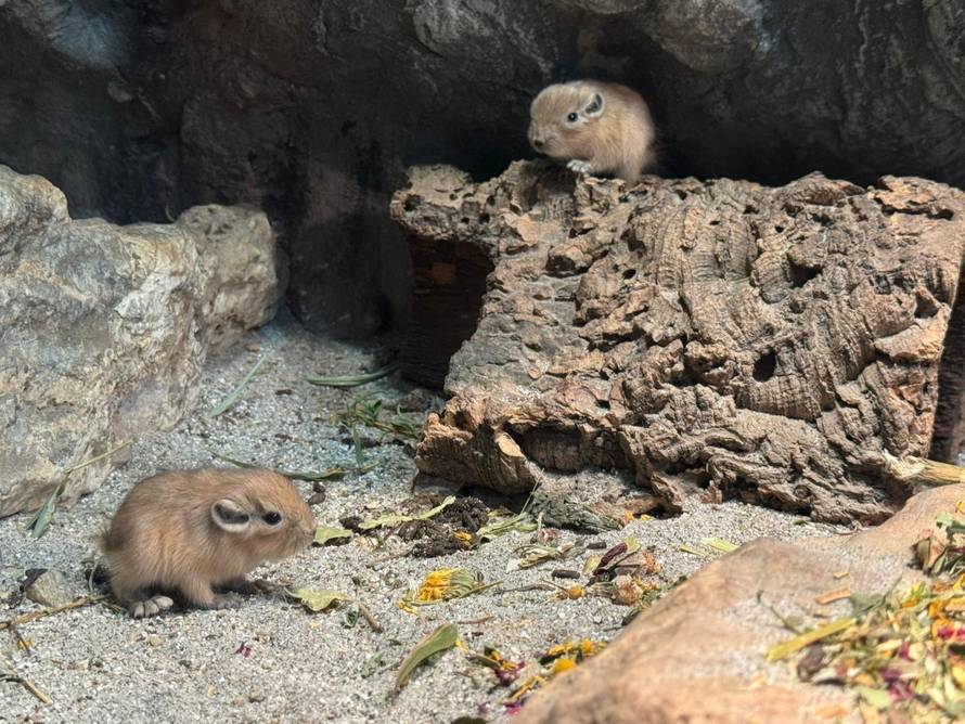 SLATKO POJAČANJE Dva gundija okotila su se u ZOO Zagrebu: Ne piju vodu, a zimi se stišću skupa