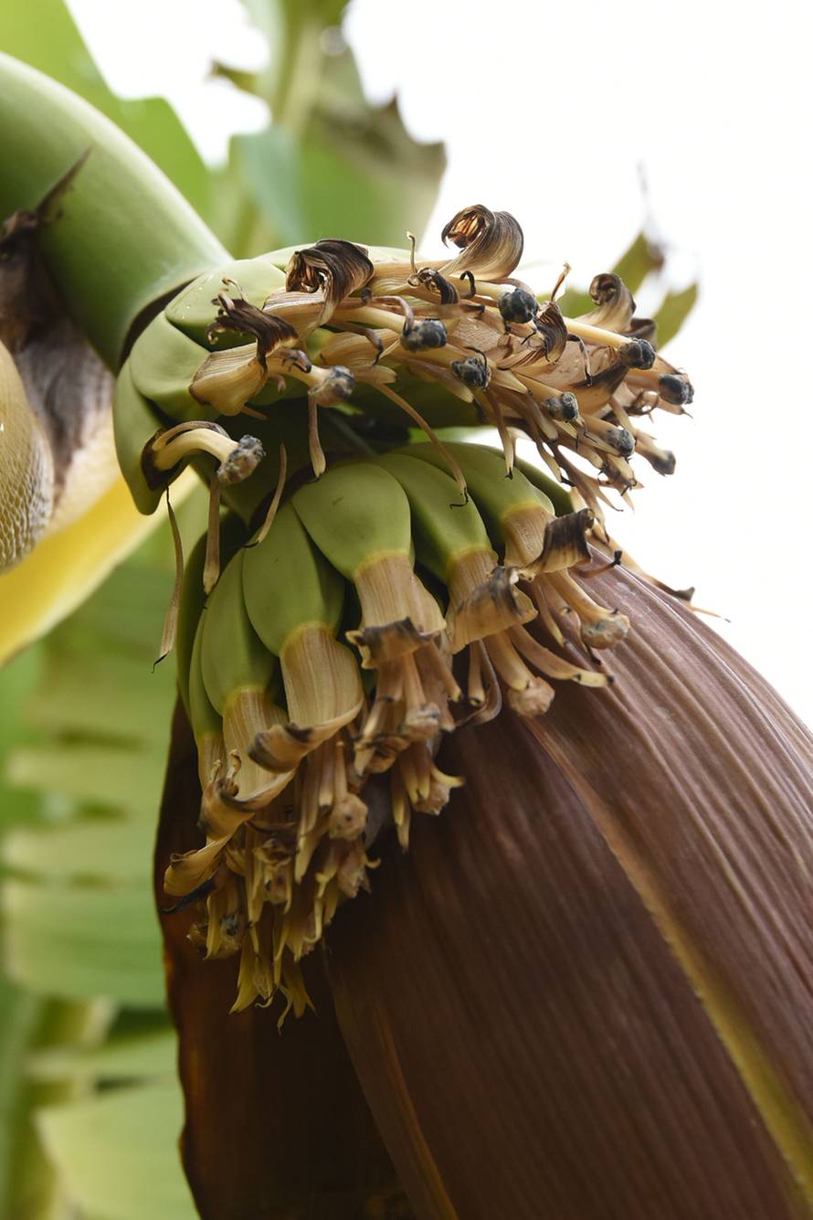 Čeka plodove: Kad se najmanje nadaš, u vrtu ti narastu banane