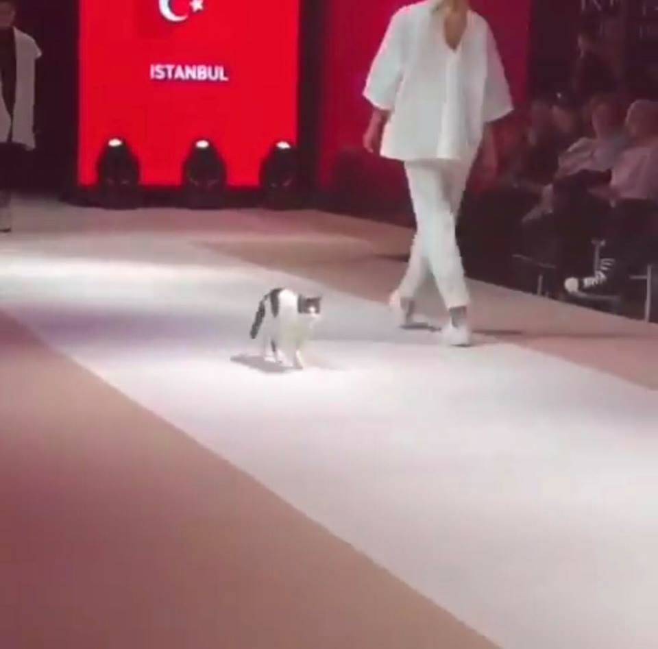 Nepozvana gošća: Maca upala na reviju, šetala i dirala modele