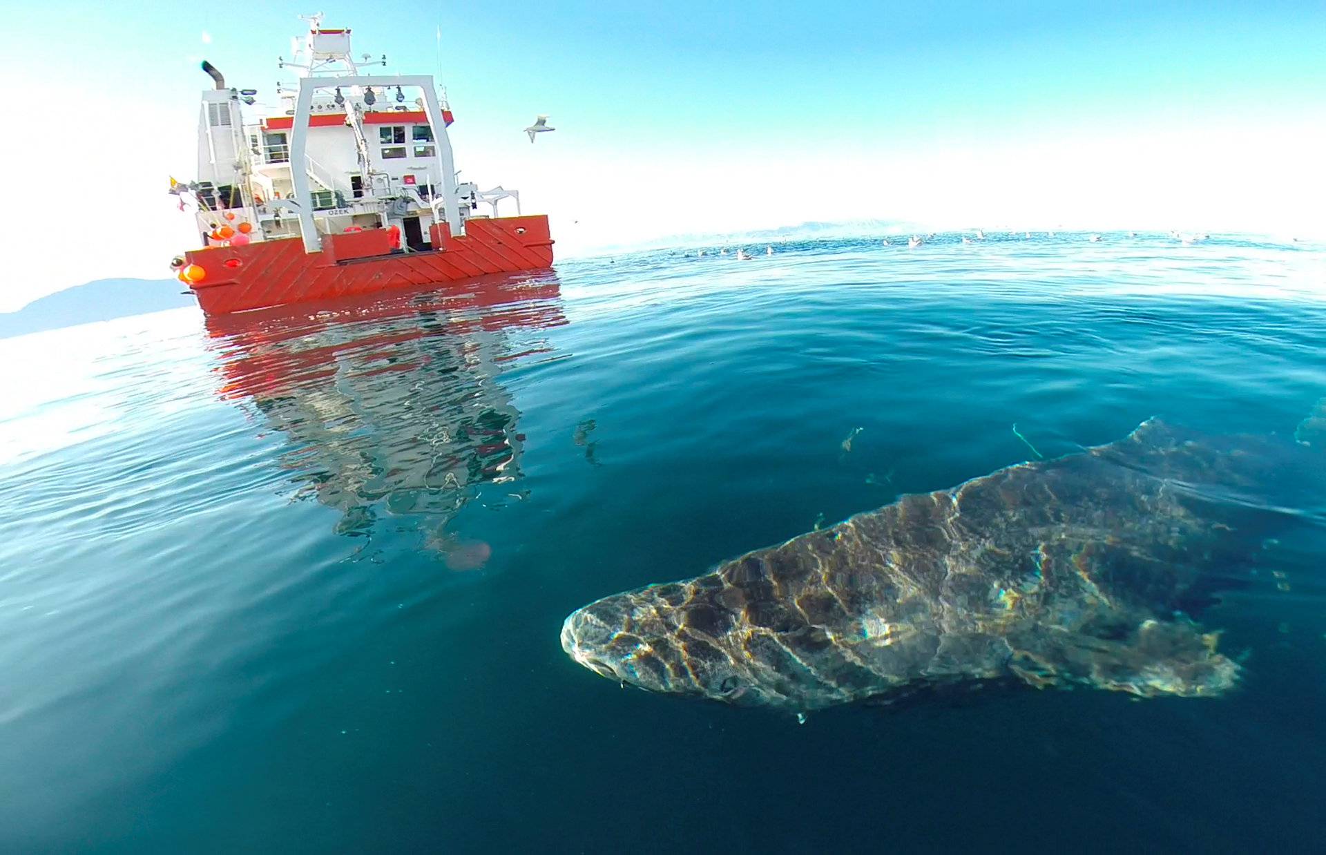 A Greenland shark swims near the surface after its release from the research vessel Sanna in northern Greenland