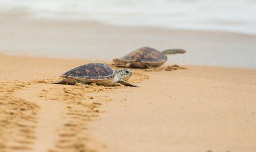 Karetne želve izlegle su se na pustim brazilskim plažama