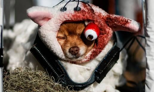 FOTO Krv, čudovišta, zubi: 300 pasa zamaskirali za Noć vještica