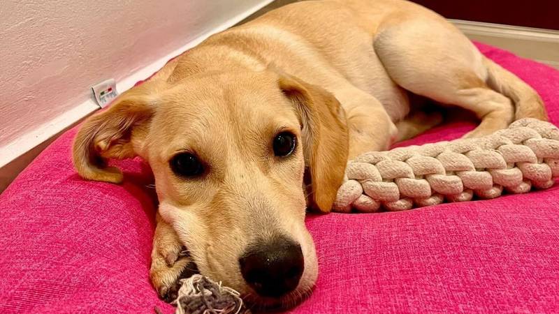 Upoznajte Iru, društvenu dušicu koja hitno traži novi dom!