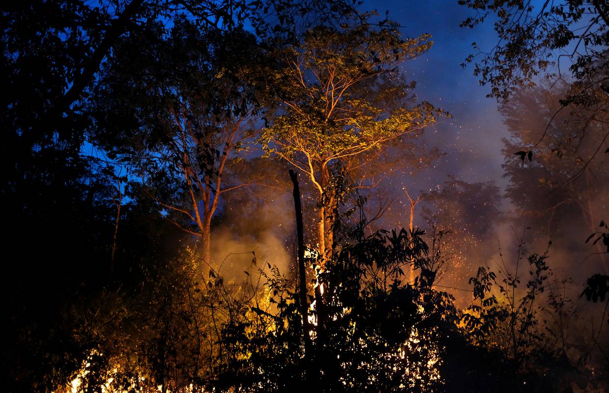 Najviše stablo u Amazoniji nije ugroženo, požari i dalje haraju