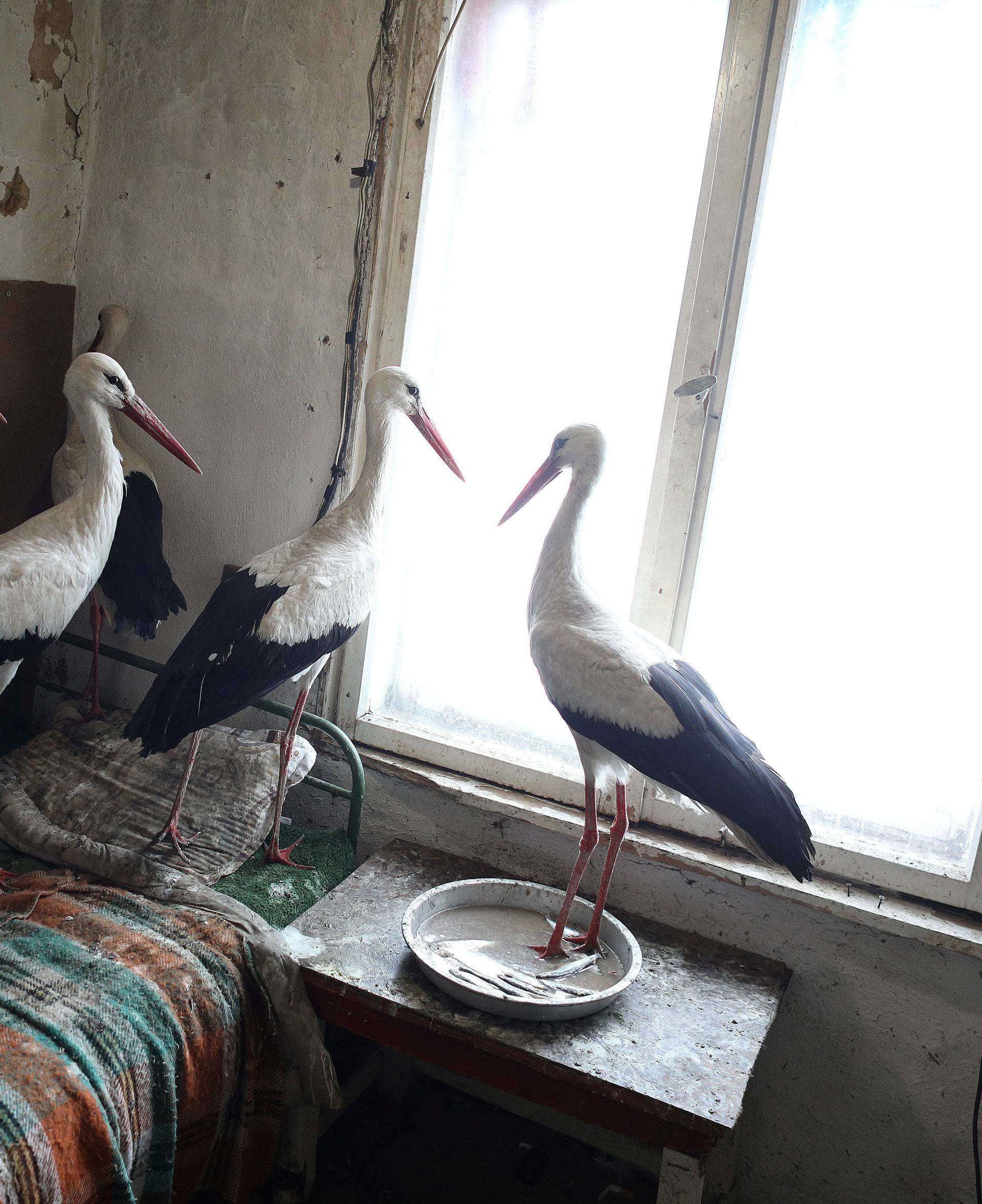 Storks that were saved by Bulgarian farmer Ismail are pictured in the village of Zaritsa