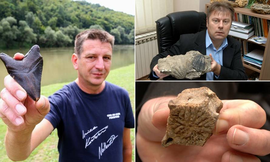 Ralje iz panonskih dubina: Zub megalodona našli i u Slavoniji
