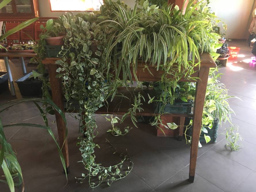 Rasprodaja u Botaničkom vrtu: Mesožderke su već od 30 kuna