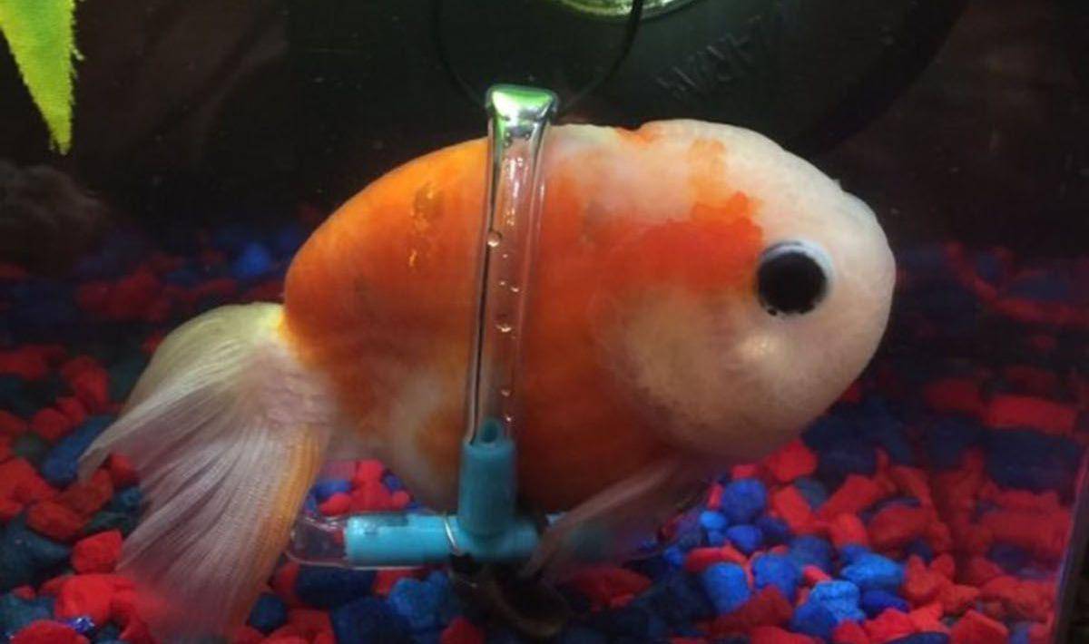 Malo ju zanosilo: Zlatnoj ribici napravio je invalidska kolica