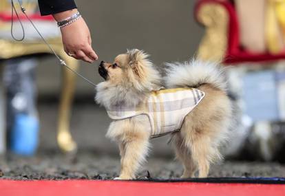 Furbabies dog Pageant