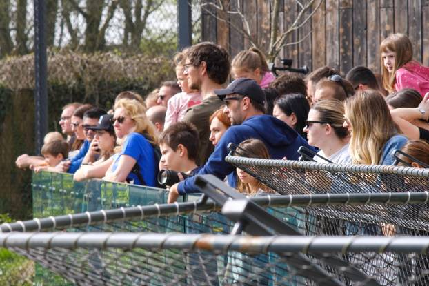 Zagreb: Tradicionalna podjela pisanica životinjama u Zoološkom vrtu Grada Zagreba