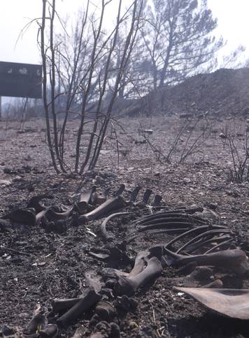 Pisak: Kraj ceste nalaze se kosti izgorjele životinje