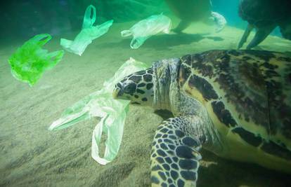 Kornjače jedu plastiku zato što im miriše hrana - alge i mikrobi