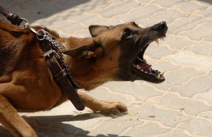 Split: Napao ga čopor od desetak pasa, jedan ga ugrizao