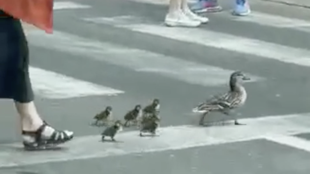 VIDEO Mama i pačići prelazili cestu ispred Avenue Malla