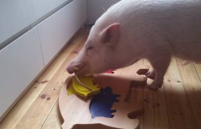 Pametna svinja Moritz obožava slagalice