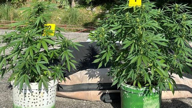 Sinjaninu policija oduzela dvije stabljike marihuane: Uzgaja ih