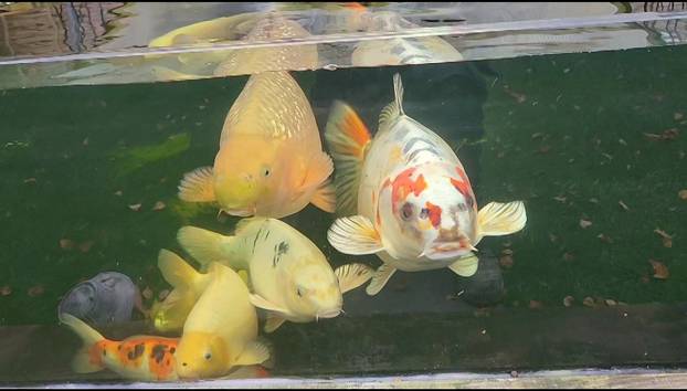 They’re hooked! Family-of-three baffled by pet fish because he has human face